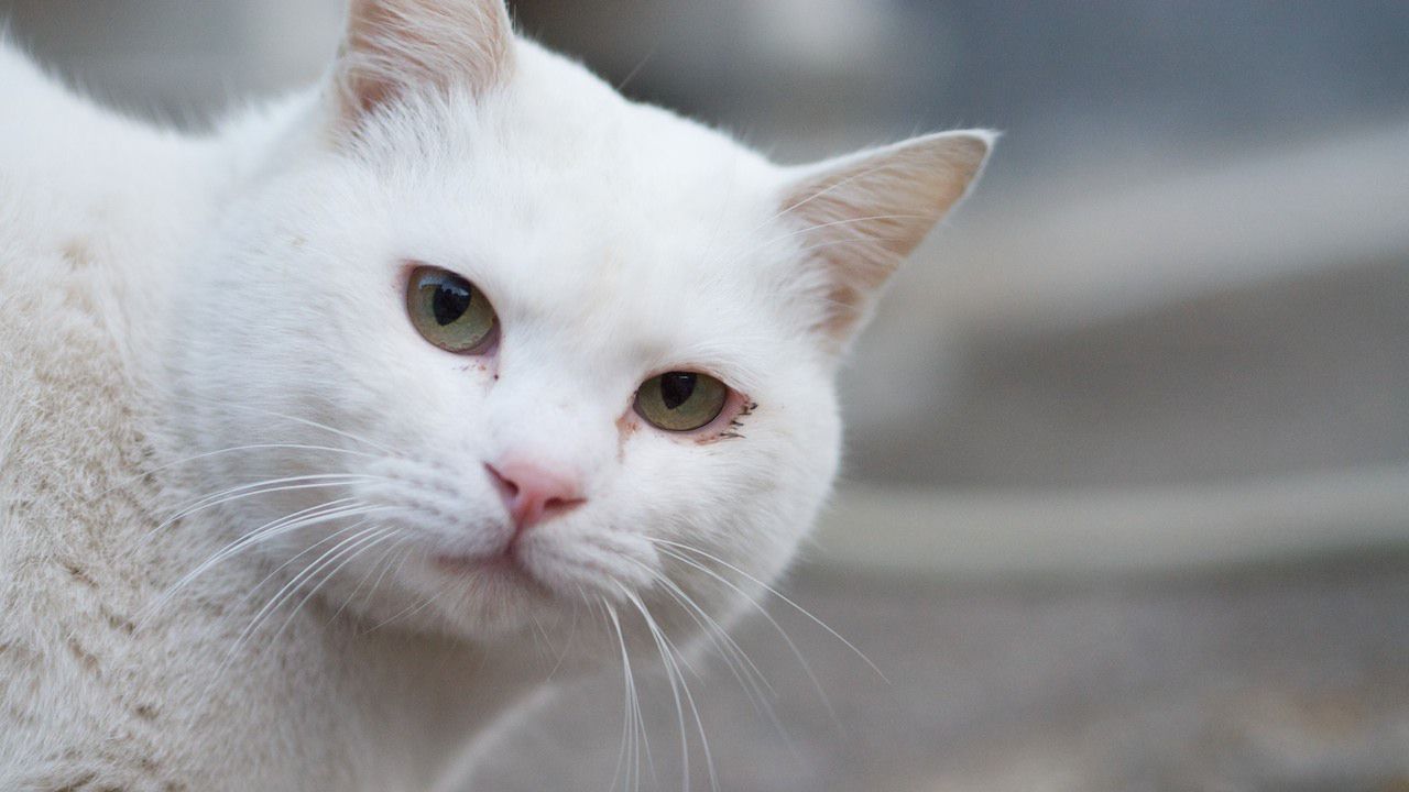 ニコ生主 野生猫を川に沈めにいく放送 動物虐待許すまじ 犯人は生主 ぷりお 勝手にnews読み